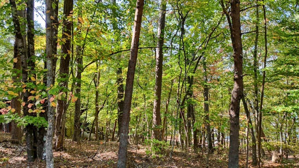 .76 Acre Charlotte Circle, Blue Ridge GA 30560 - Photo