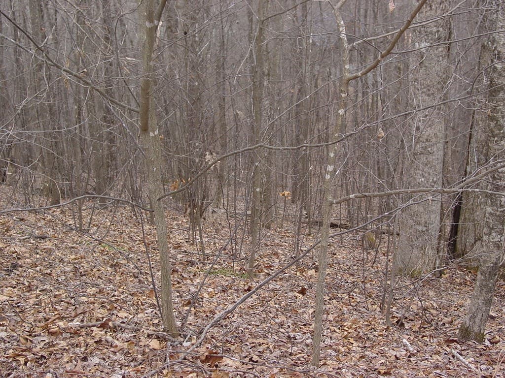 #17 Roaring Ridge, Hiawassee GA 30546 - Photo