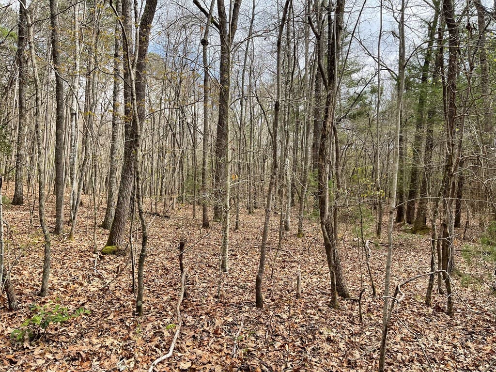 00 Laurel Branch Road, Hayesville NC 28906 - Photo