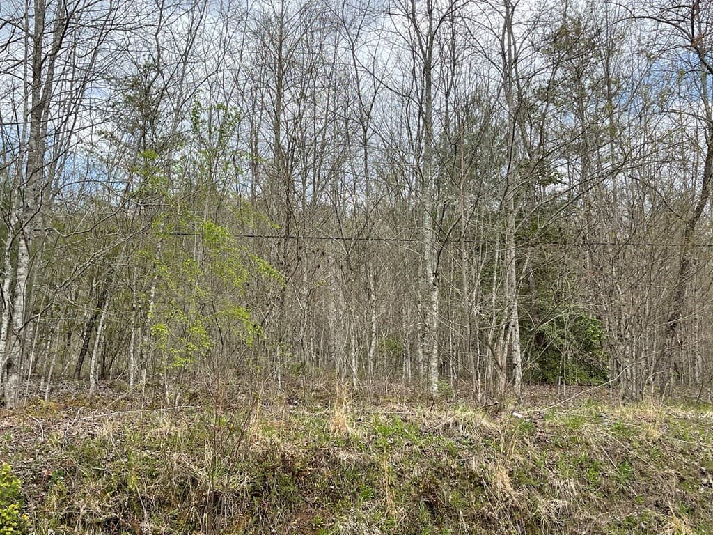 00 Laurel Branch Road, Hayesville NC 28906 - Photo