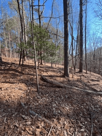 Lot 36R Lake View Lane, Ellijay GA 30536 - Photo
