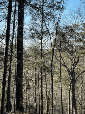 Lot 36R Lake View Lane, Ellijay GA 30536 - Photo