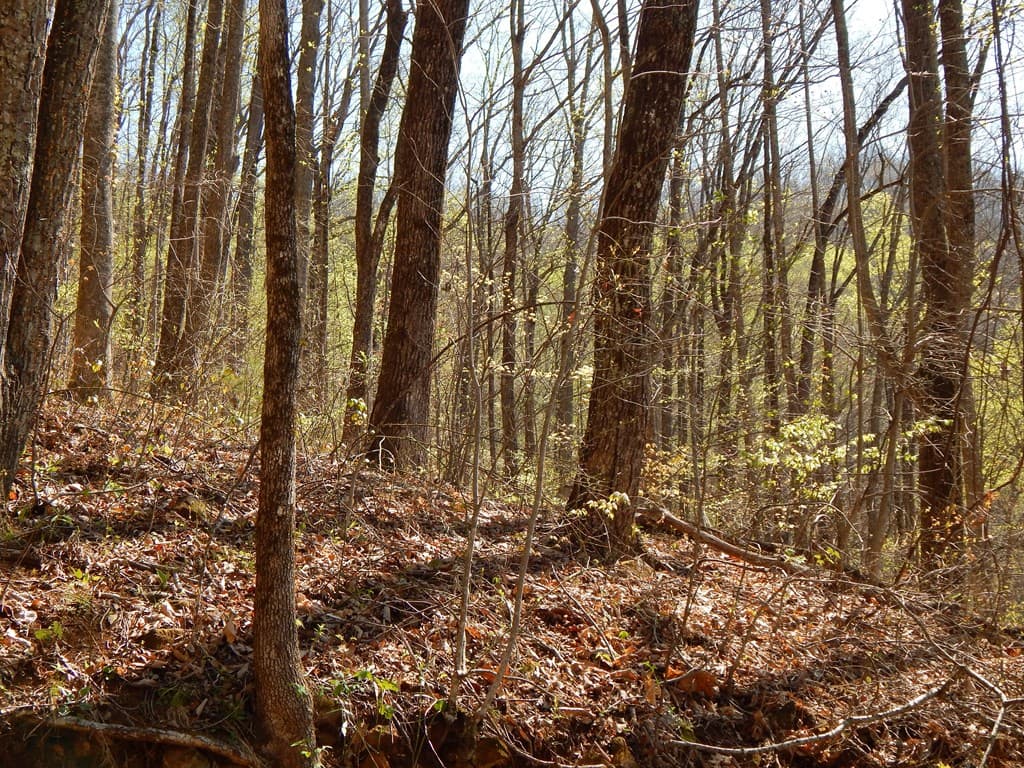 12-2,15& Burnt Leaf Lane, Hayesville NC 28904 - Photo