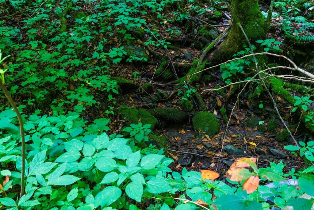 Lot Off Buck Naked, Bryson City NC 28713 - Photo