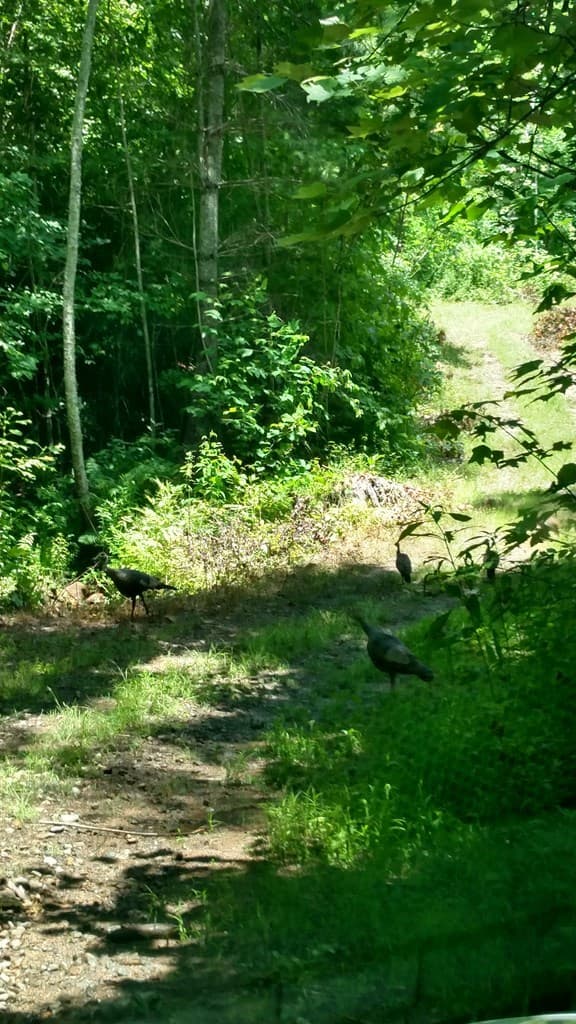 3530 Grape Creek Road, Murphy NC 28906 - Photo