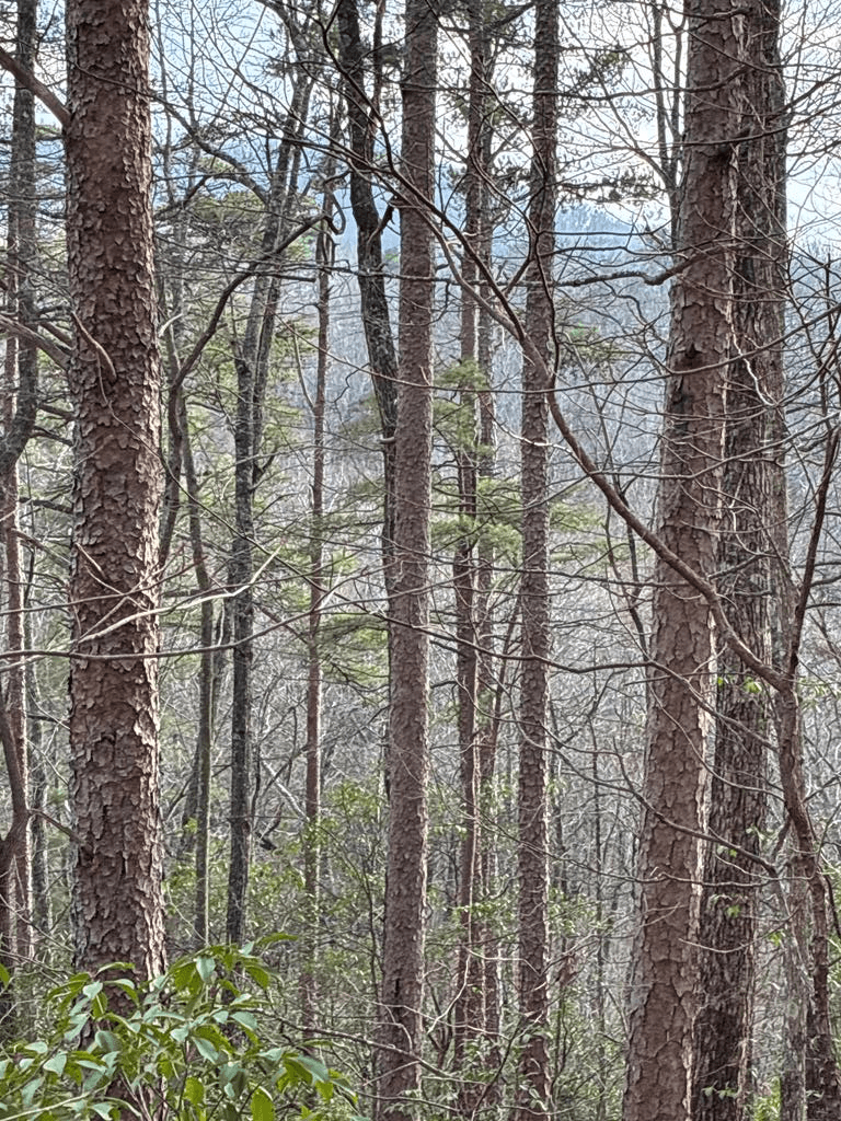 Lt 29A/B Paradise Lane, Ellijay GA 30540 - Photo