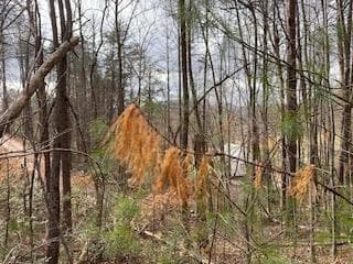 29,30 Sunset Drive W, Young Harris GA 30585 - Photo