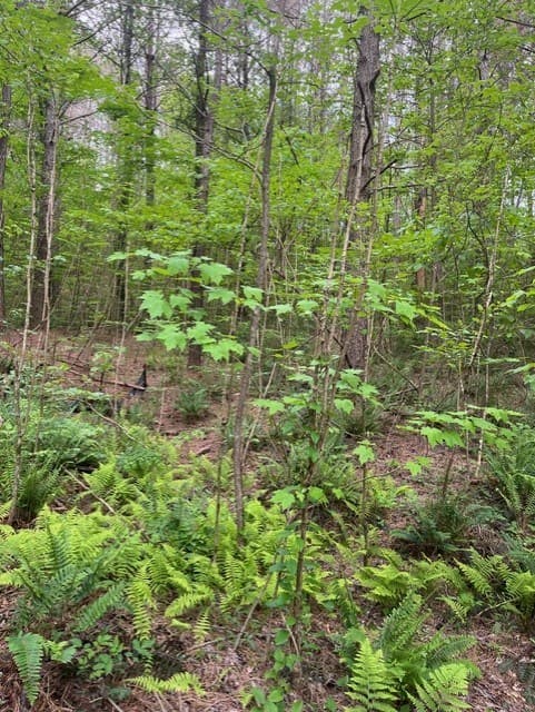 Lot 60 Cartecay View Lane, Ellijay GA 30536 - Photo
