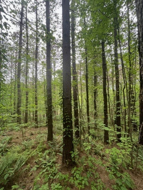 Lot 60 Cartecay View Lane, Ellijay GA 30536 - Photo