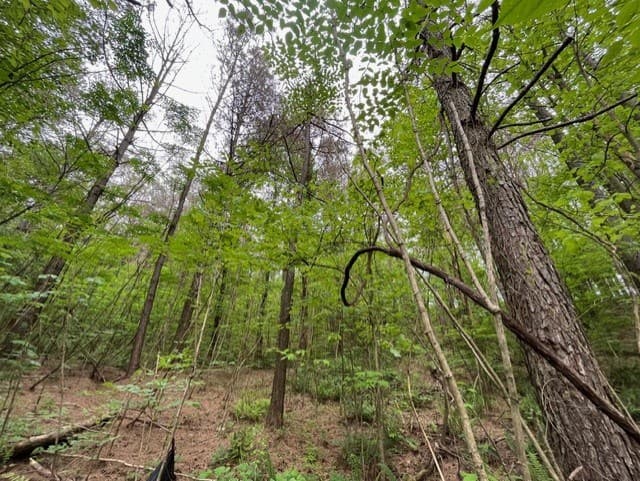 Lot 60 Cartecay View Lane, Ellijay GA 30536 - Photo