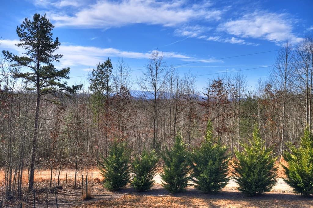 1038 Synacia Drive, Mineral Bluff GA 30559 - Photo