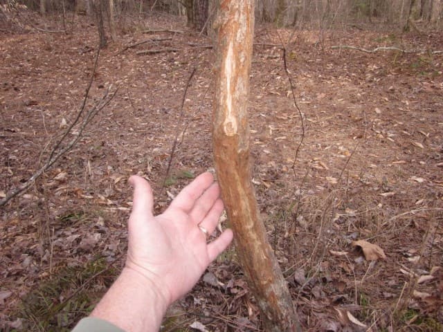 0 Sparks Way, Talking Rock GA 30175 - Photo