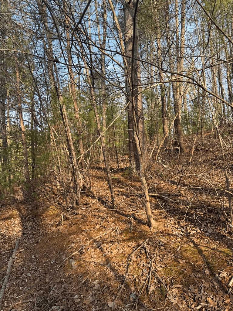208 Lake Forest Drive, Ellijay GA 30540 - Photo