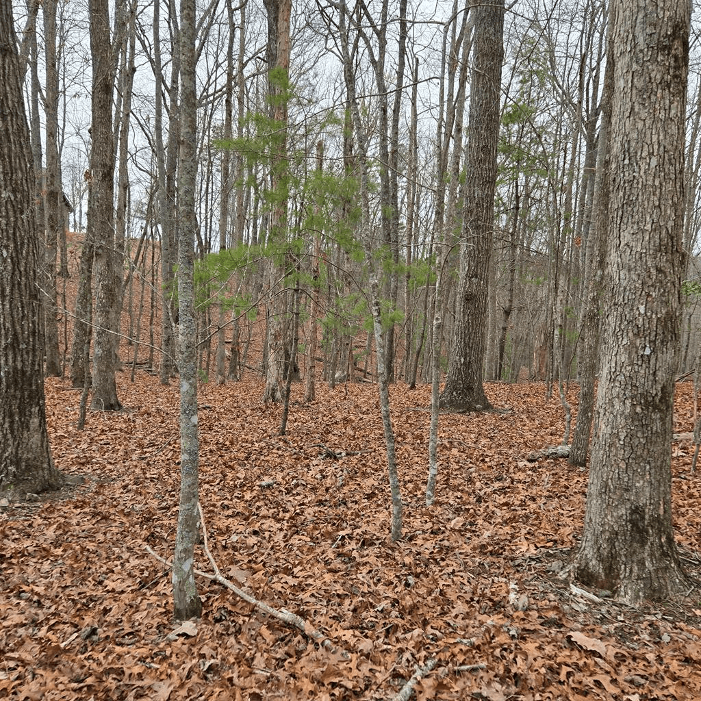 8.5 Blue Berry Ridge, Morganton GA 30560 - Photo