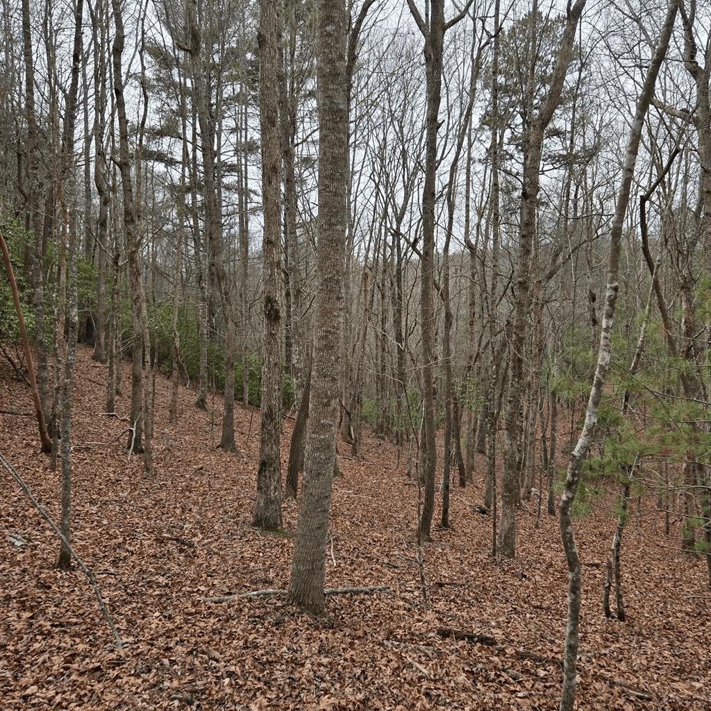 8.5 Blue Berry Ridge, Morganton GA 30560 - Photo