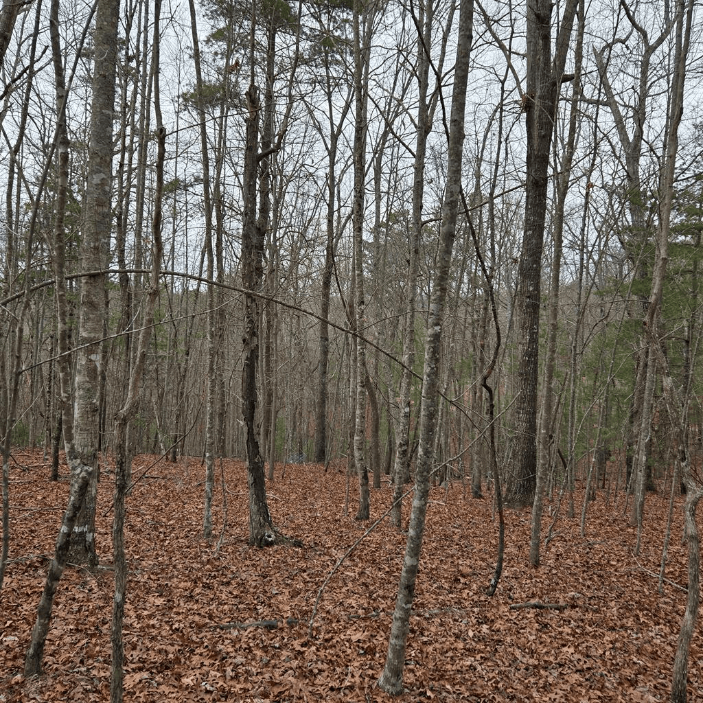 8.5 Blue Berry Ridge, Morganton GA 30560 - Photo