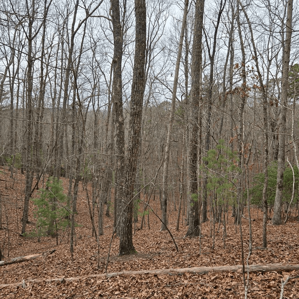 8.5 Blue Berry Ridge, Morganton GA 30560 - Photo