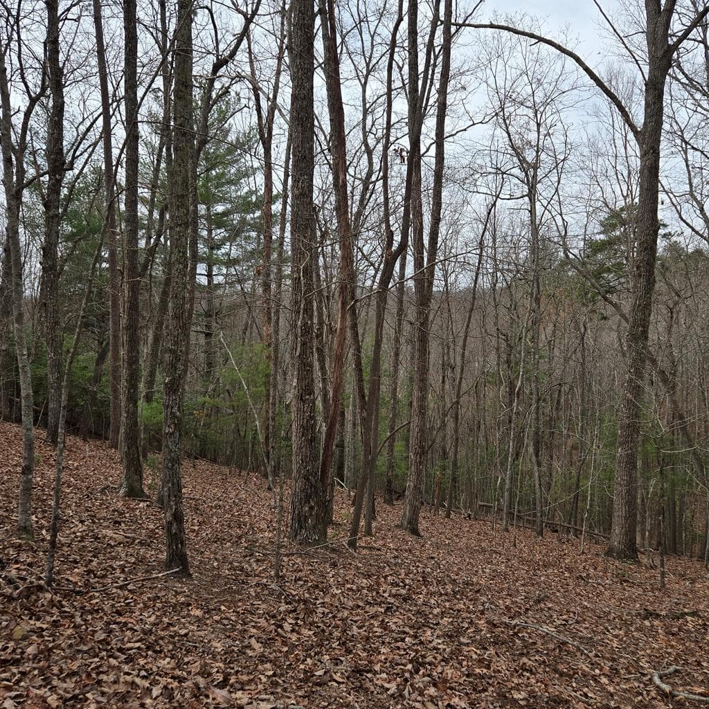 8.5 Blue Berry Ridge, Morganton GA 30560 - Photo