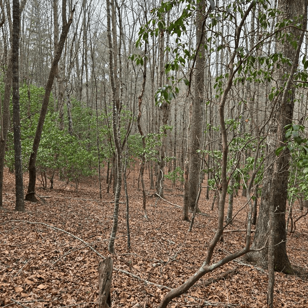 8.5 Blue Berry Ridge, Morganton GA 30560 - Photo