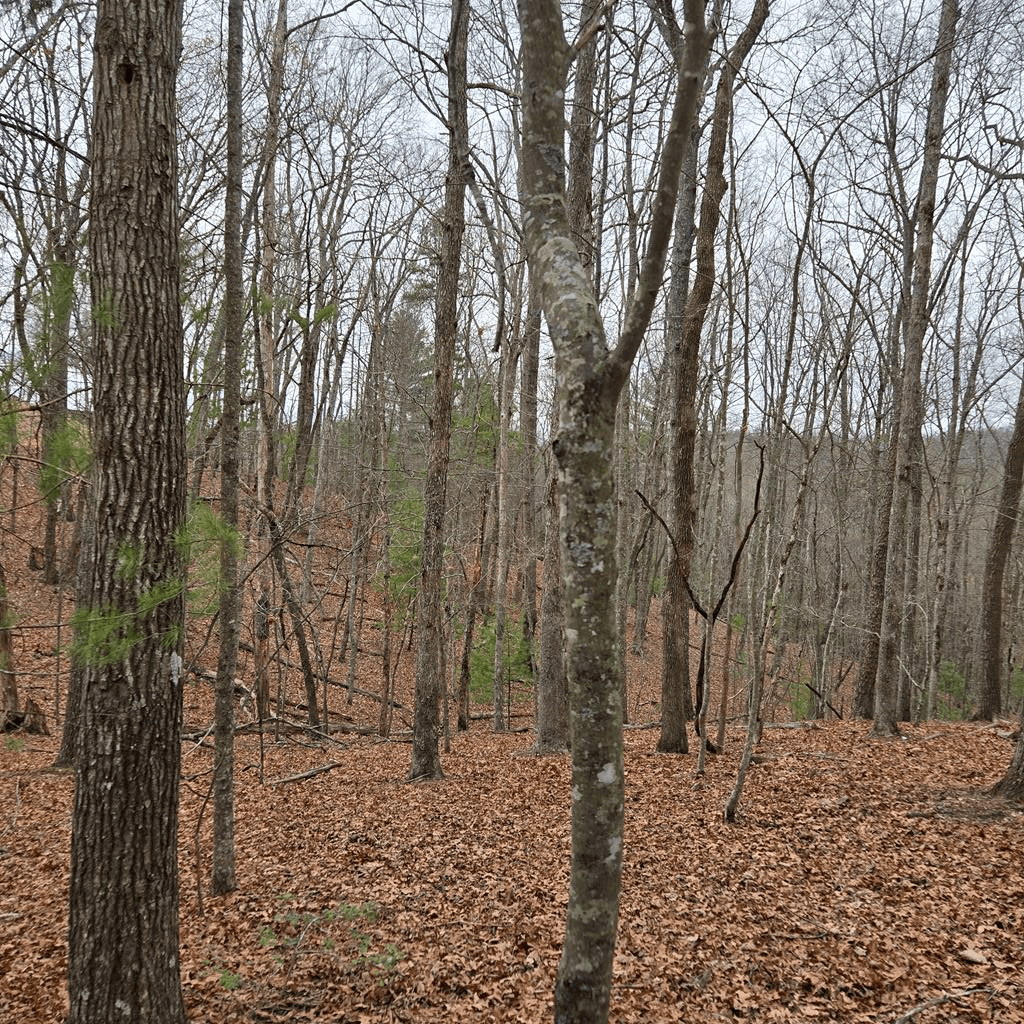 8.5 Blue Berry Ridge, Morganton GA 30560 - Photo