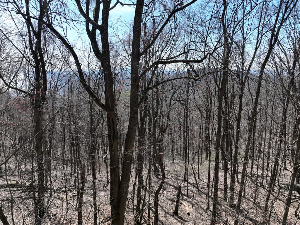 243 Dragon Trail, Ellijay GA 30536 - Photo