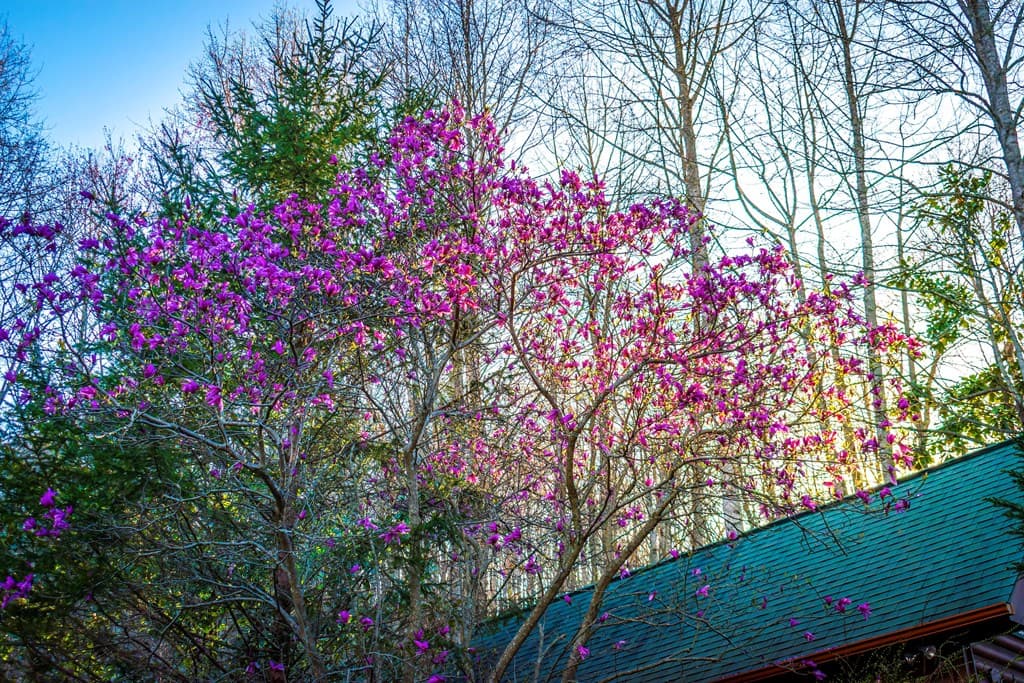 25 Unaka Trail, Mineral Bluff GA 30559 - Photo