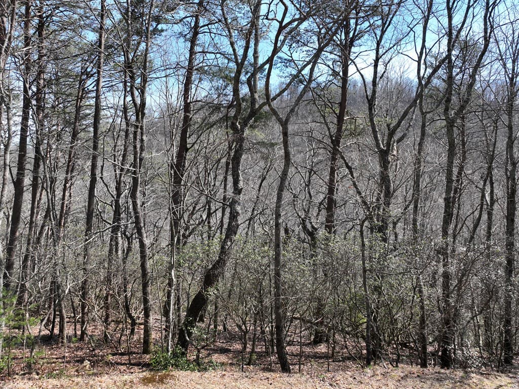 200 Stone Cliff Drive, Ellijay GA 30536 - Photo