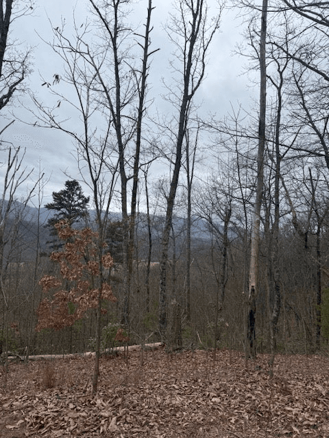 00 Ethan Ridge, Hayesville NC 28909 - Photo