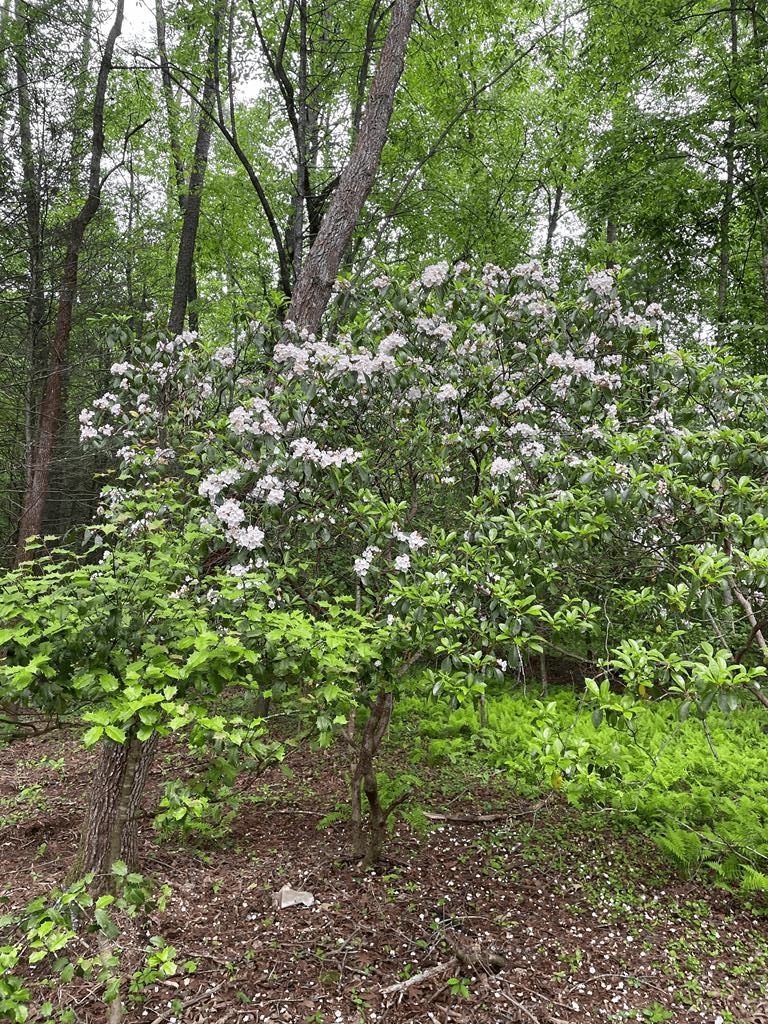 46 Rivers End Way, Suches GA 30572 - Photo