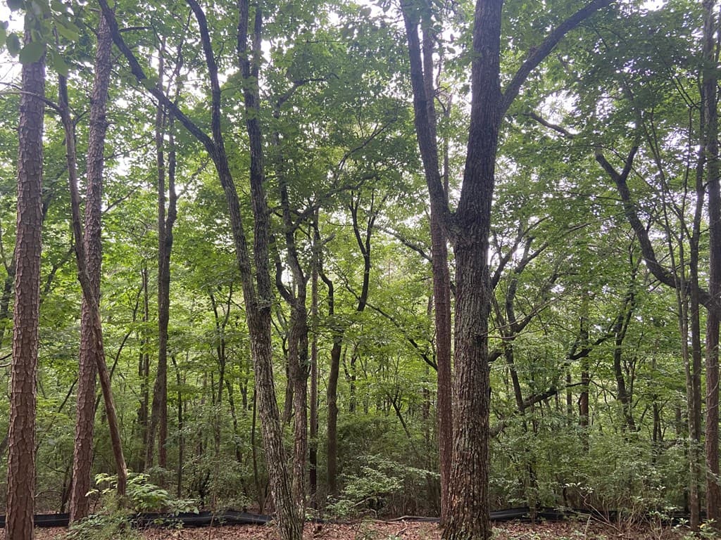Lot 58 Cherokee Circle, Ellijay GA 30536 - Photo