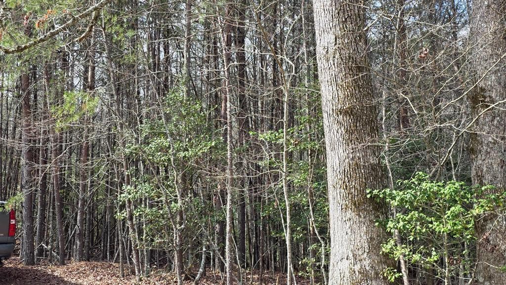 Lot 25 Pine Log Circle, Warne NC 28909 - Photo