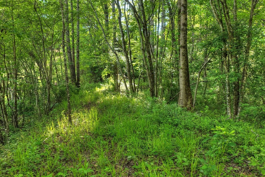 8.52 AC Mcnelley Road, Morganton GA 30560 - Photo