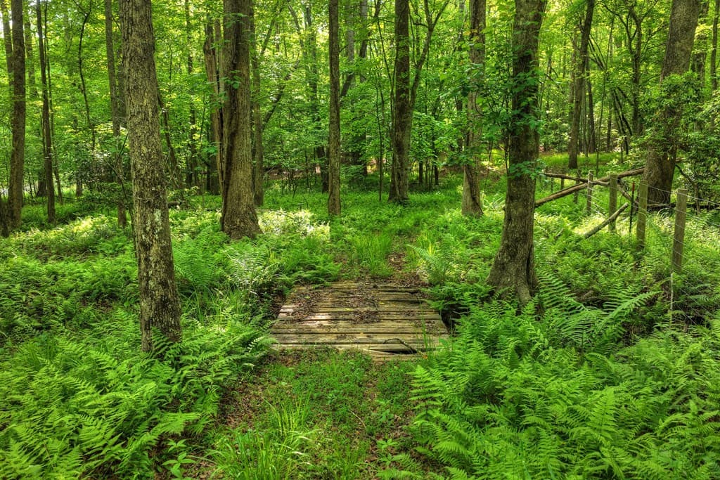 8.52 AC Mcnelley Road, Morganton GA 30560 - Photo