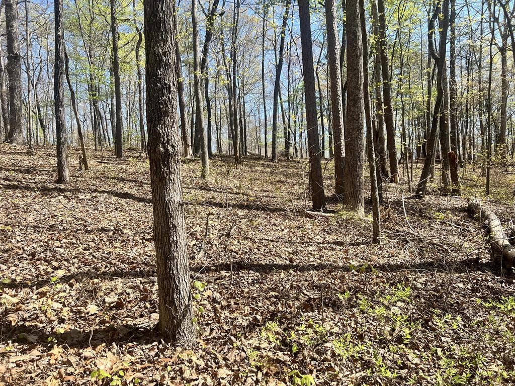 Lot 93 Doll Mountain Road, Ellijay GA 30540 - Photo