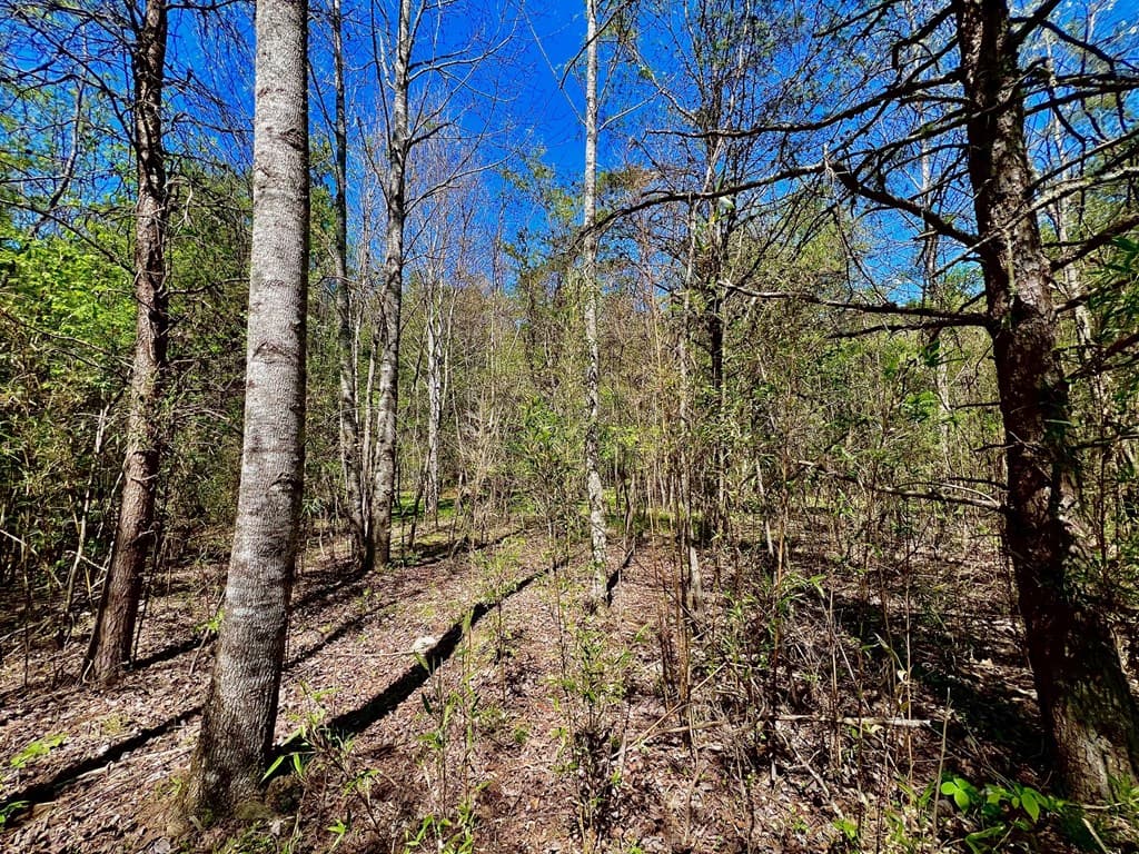00 Toccoa River Forest, Mineral Bluff GA 30559 - Photo