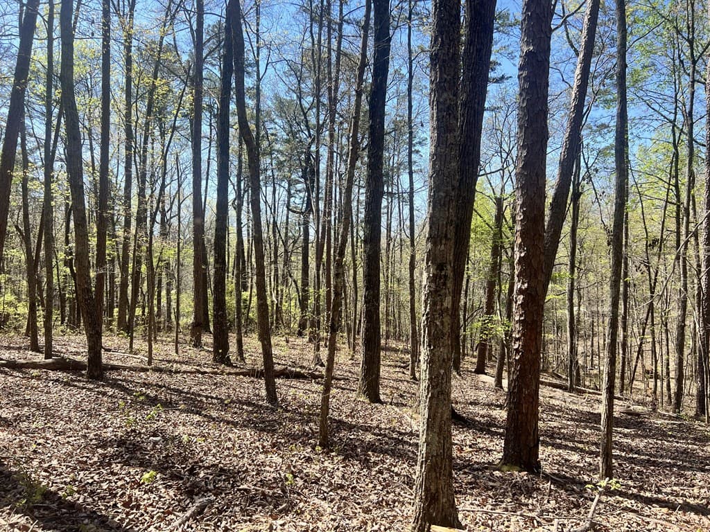 Lot 92 Doll Mountain Road, Ellijay GA 30540 - Photo