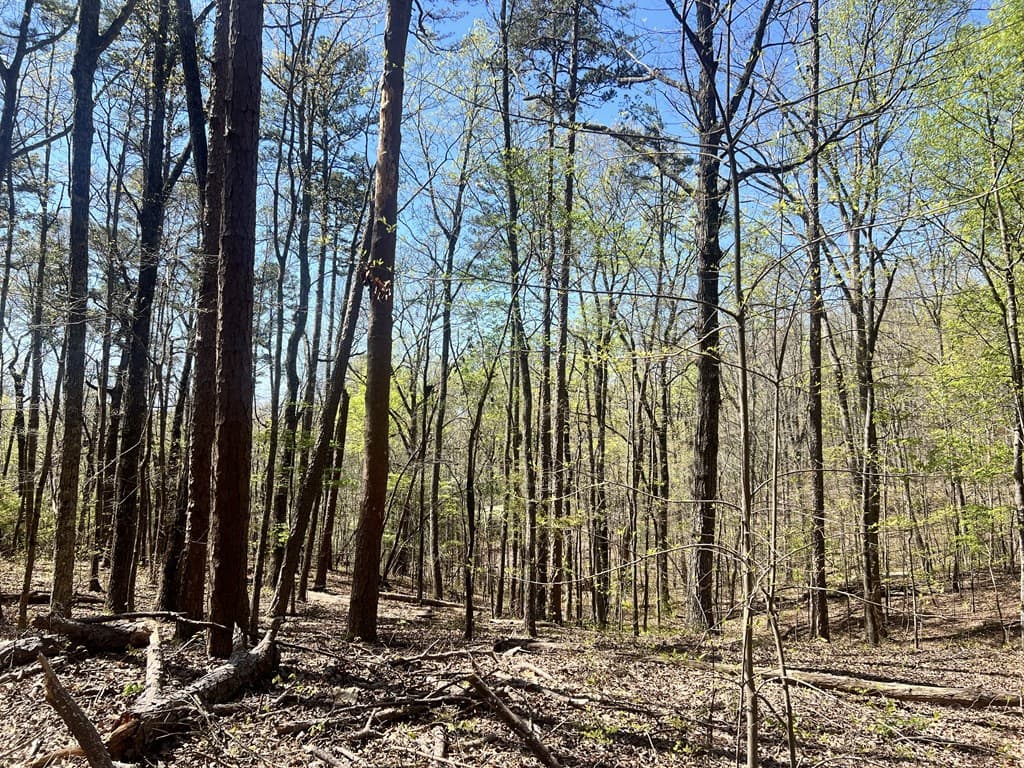 Lot 92 Doll Mountain Road, Ellijay GA 30540 - Photo