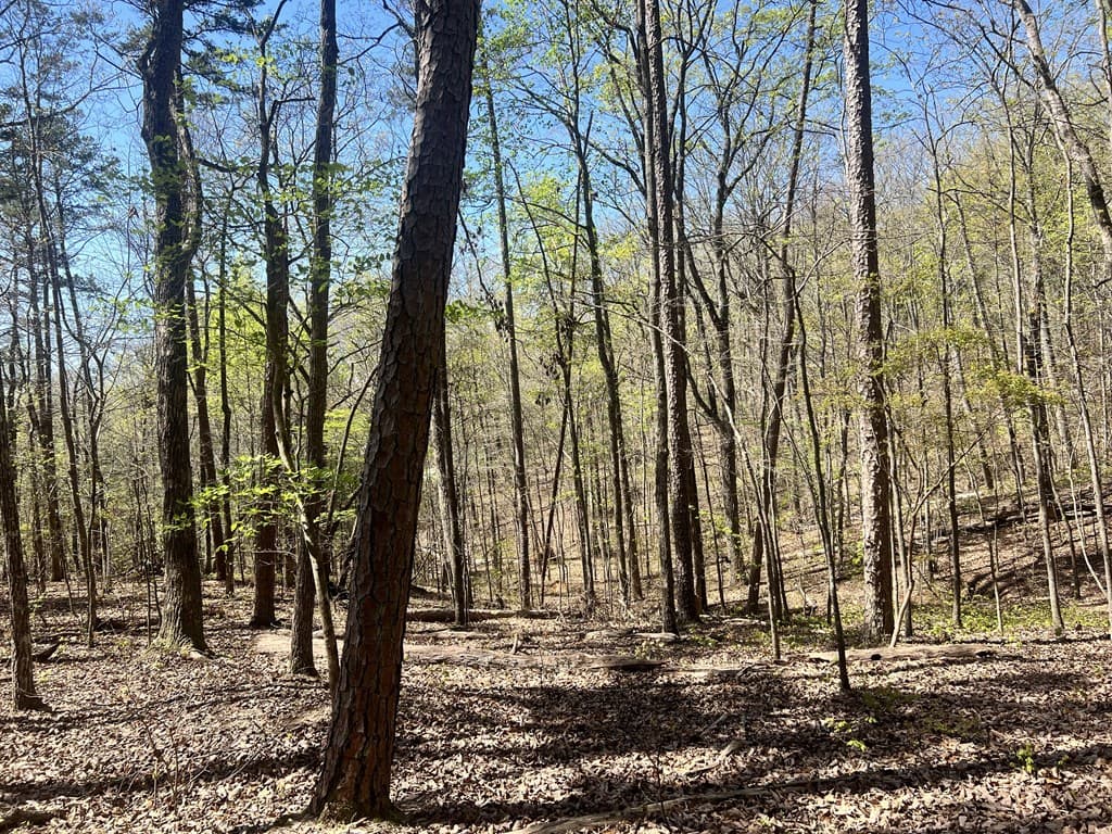 Lot 92 Doll Mountain Road, Ellijay GA 30540 - Photo