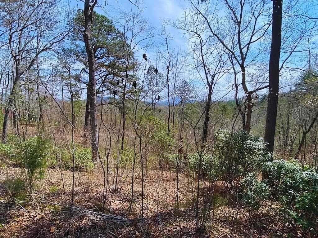 Lot 28 Brasstown Trails, Warne NC 28909 - Photo