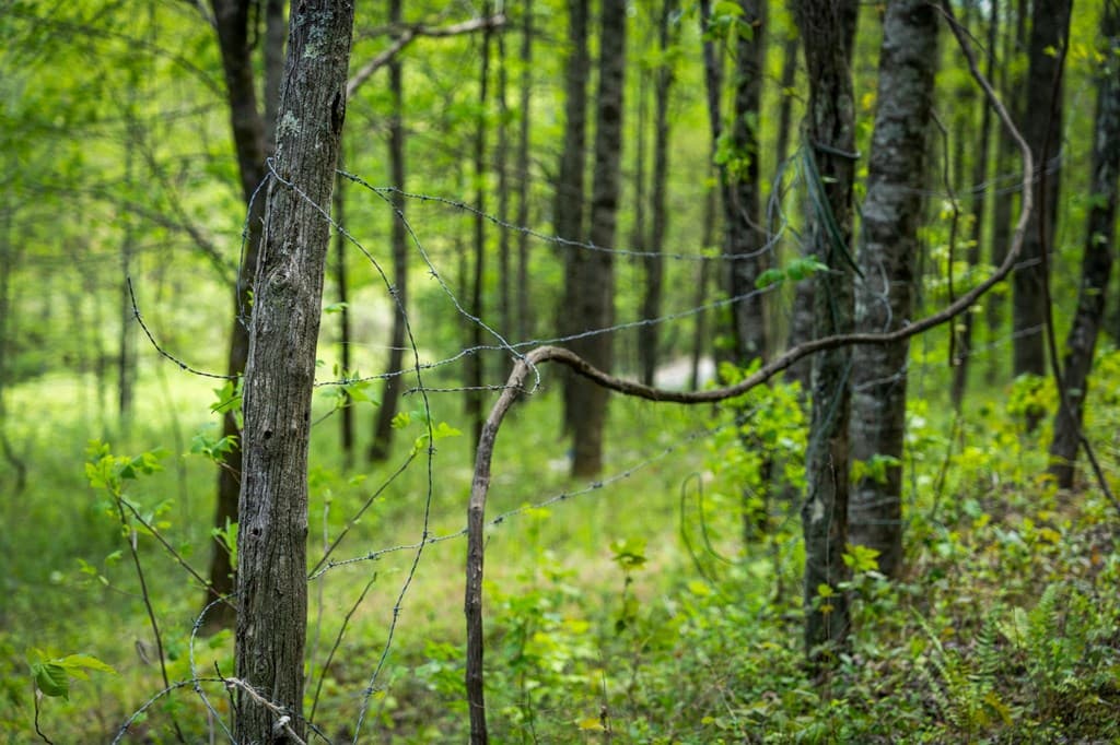891 Bushy Head Road, Cherry Log GA 30522 - Photo