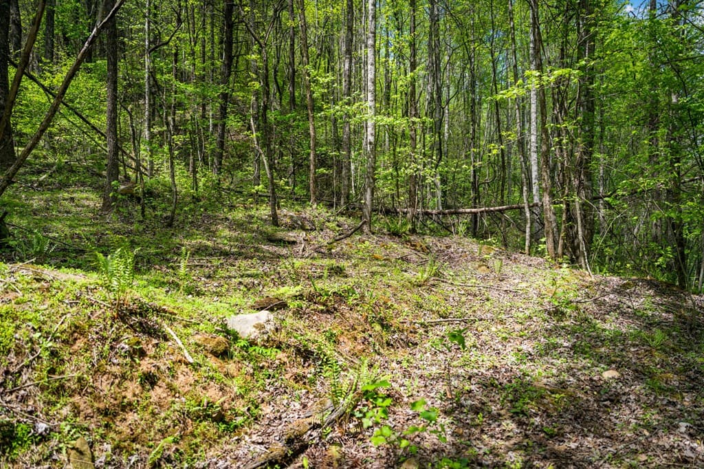 891 Bushy Head Road, Cherry Log GA 30522 - Photo