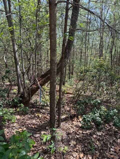 Lot 5 Marjorie Avenue, Ellijay GA 30536 - Photo