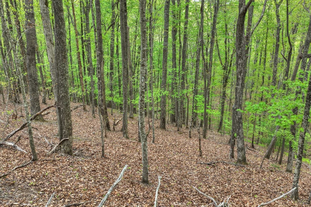 660 Ripshin Mountain Road, Blue Ridge GA 30513 - Photo