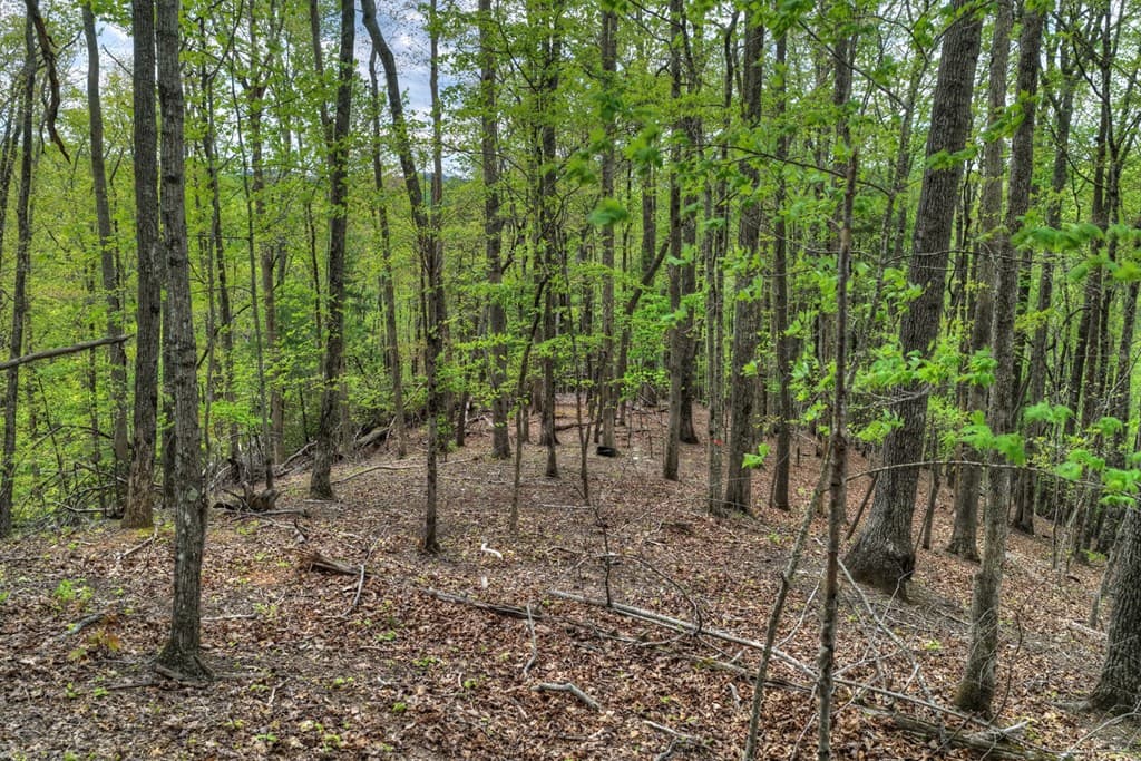 660 Ripshin Mountain Road, Blue Ridge GA 30513 - Photo