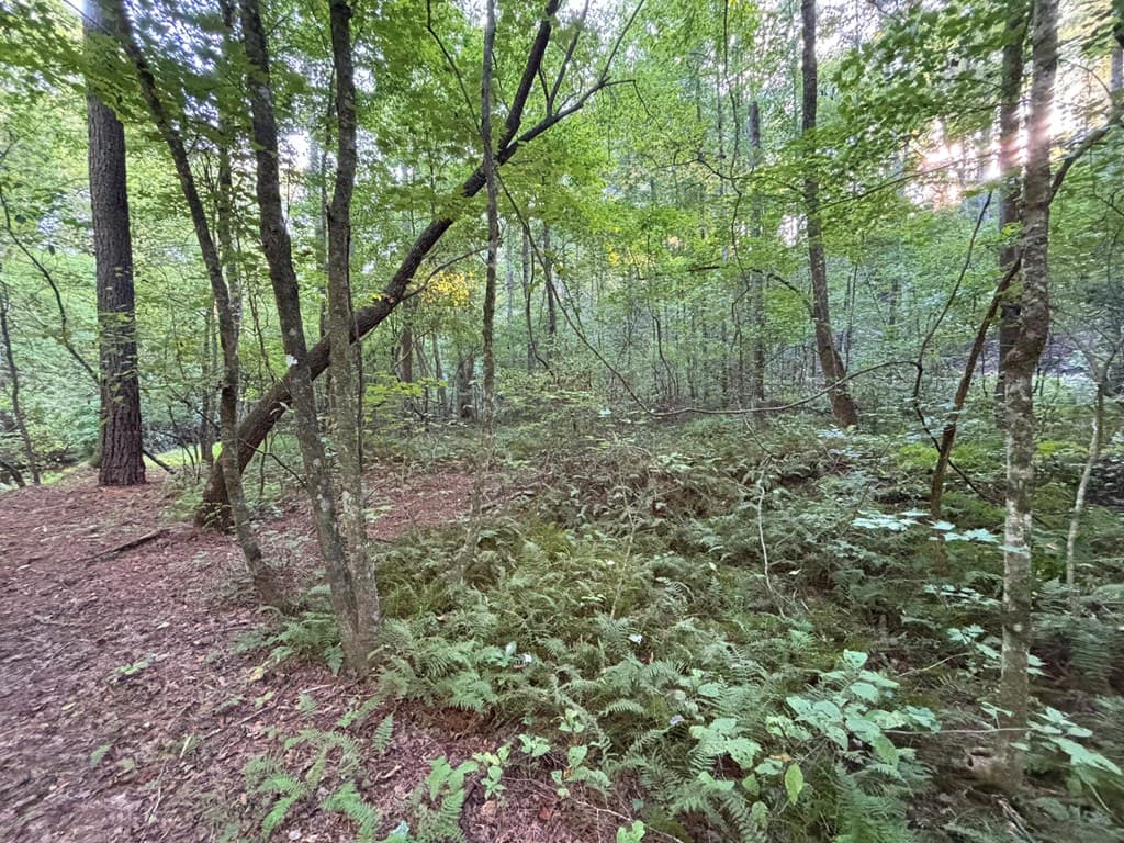 443 Mt. Springer Road, Ellijay GA 30540 - Photo