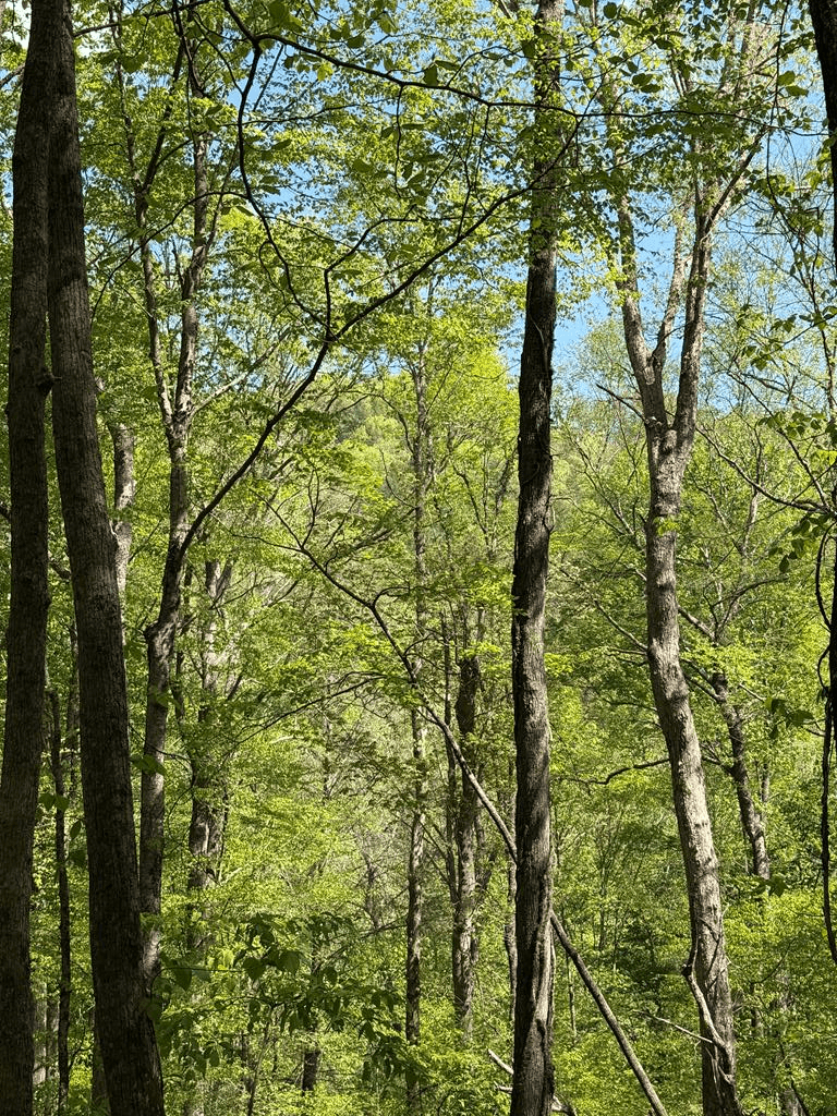 9.8 AC Brown Mountain Road, Suches GA 30572 - Photo
