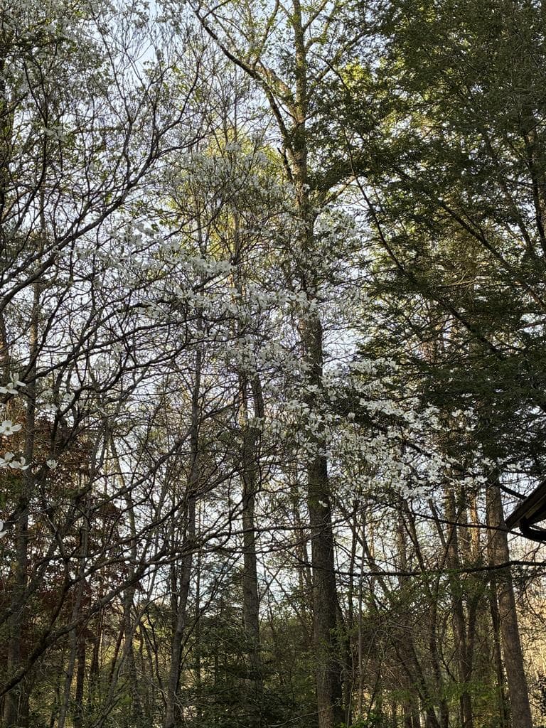 47 Harris Drive, Blue Ridge GA 30513 - Photo