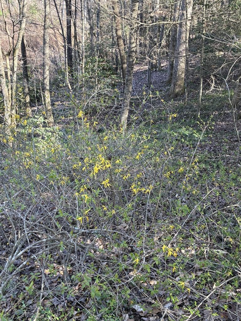 47 Harris Drive, Blue Ridge GA 30513 - Photo