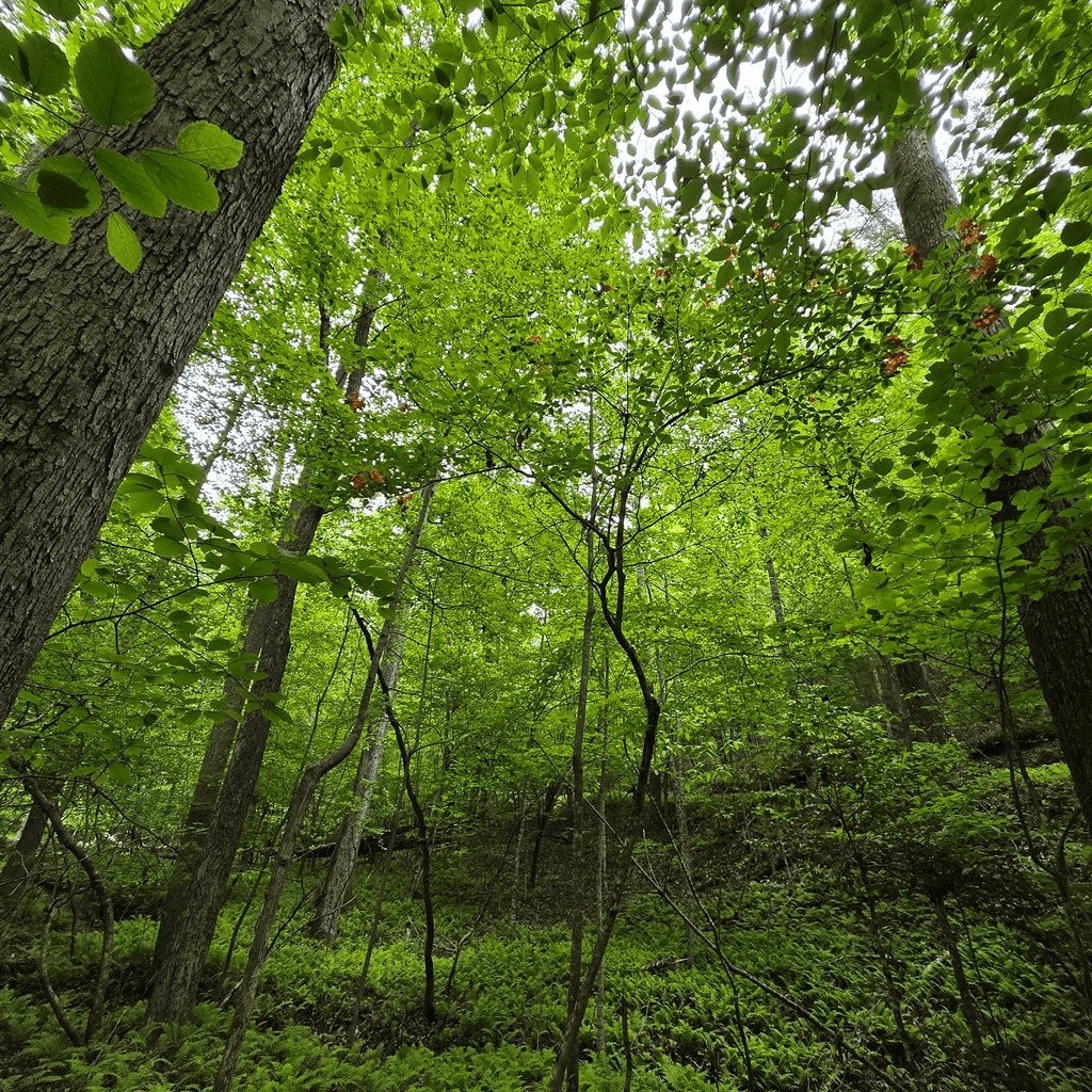 3.5acre Dusty Trail, Morganton GA 30560 - Photo