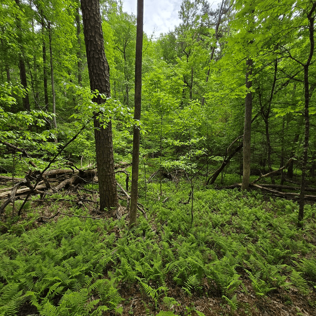 3.5acre Dusty Trail, Morganton GA 30560 - Photo